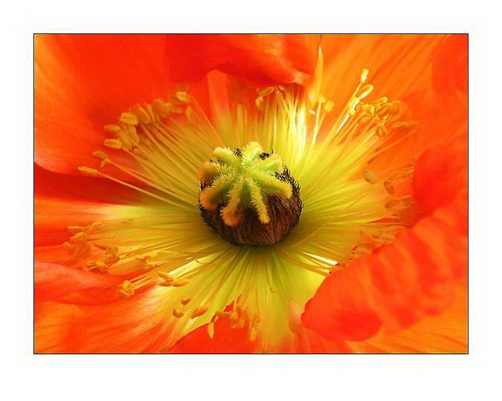 二.华南中秋即景（组诗5首）