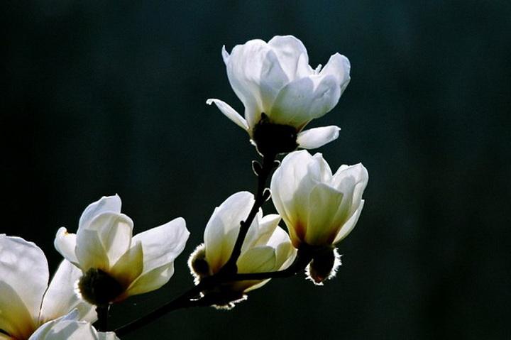 一．人民英雄纪念碑里的童话（童话组诗7首）