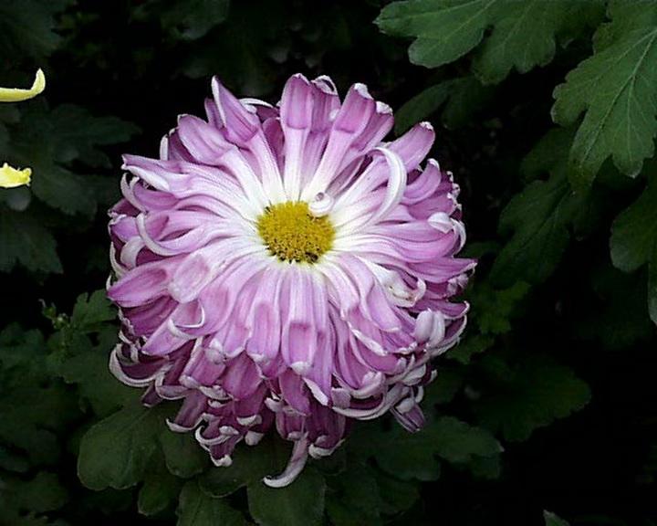 一．拔高天空极限——给杜普兰蒂斯的十四行诗（组诗12首7-12）黄海