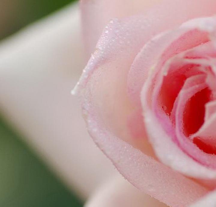 一.蚂蚁过中秋（童话组诗10首）