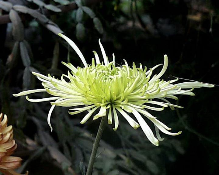 二. 童话中秋月（童话组诗10首）