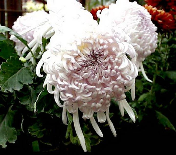 中华魂（组诗3首）