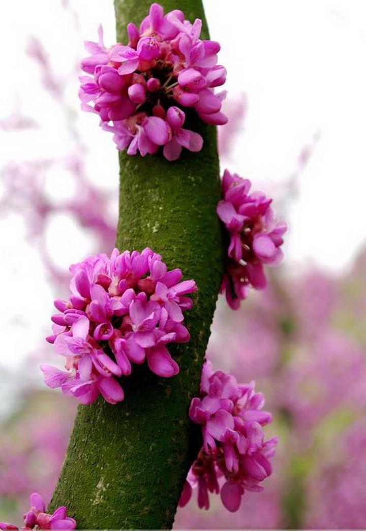 春花般汉字怒放我青春祖国