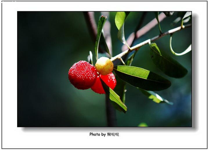 第2组：海洋巨无霸开会啦（5首）