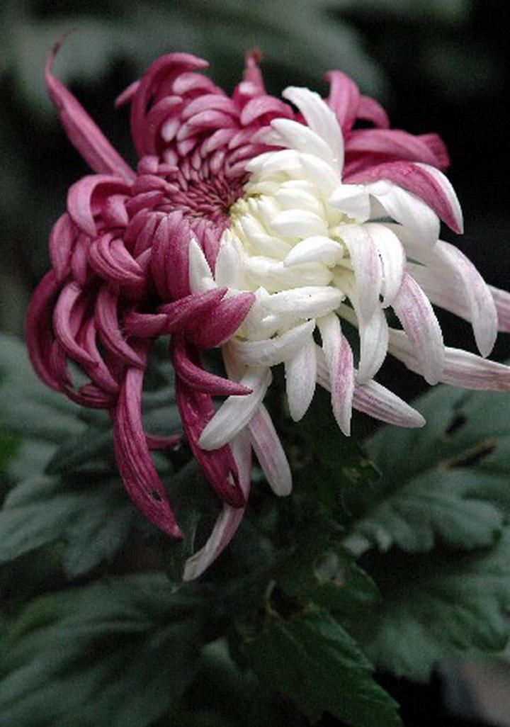 东北中秋怀古（组诗3首）