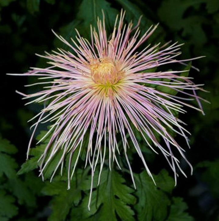 华东中秋怀旧5-8（组诗8首）