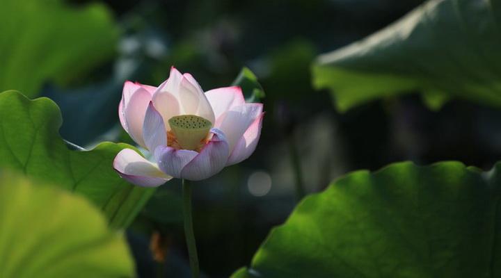 三.燃烧的草原（组诗10首）