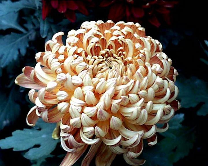 7.我的诗闯进珊瑚校园