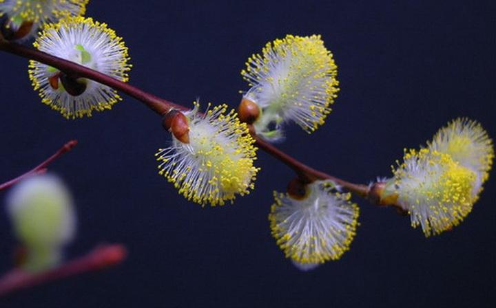 七夕童谣（组诗10首）