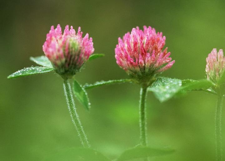 选举（小小说）