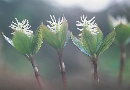 好人一生平安（短篇小说）