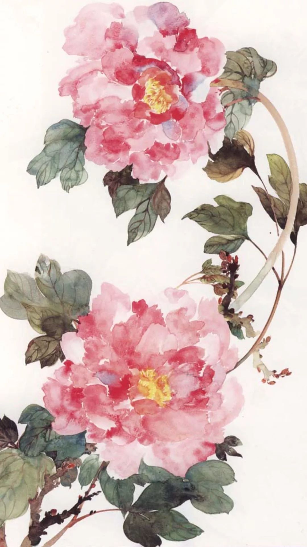 花中之王——牡丹