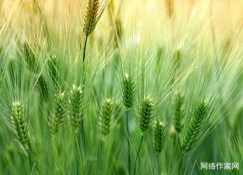 君有奇才我不贫（小说）