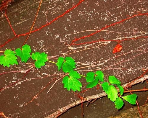 “新闻联播”之墙根（小小说）