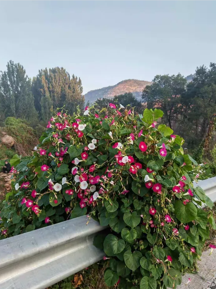 文汇散文：小阳人