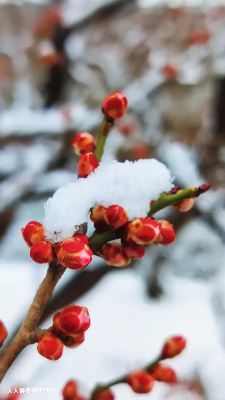 《北京下雪啦》